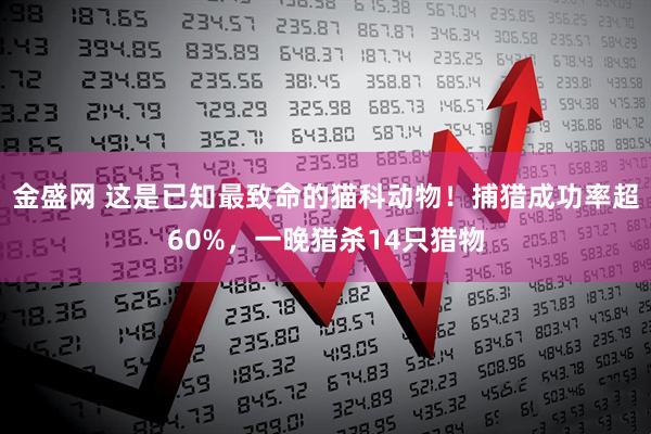 金盛网 这是已知最致命的猫科动物！捕猎成功率超60%，一晚猎杀14只猎物