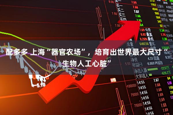 配多多 上海“器官农场”，培育出世界最大尺寸“生物人工心脏”